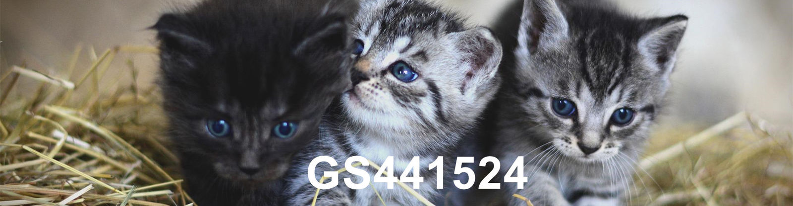 جودة GS-441524 مصنع